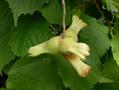 common hazel
